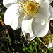 20200521 7653CPw [D~MI] Bibernell-Rose (Rosa spinosissima), Seidenhaariger Schnellkäfer (Prosternon tesselatum), Hille