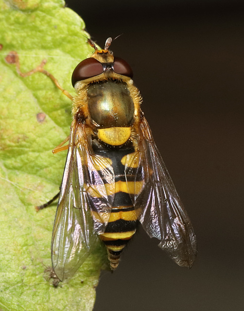 IMG 6988Hoverfly