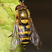 IMG 6988Hoverfly