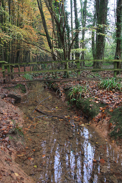 Dinas Powys Woods