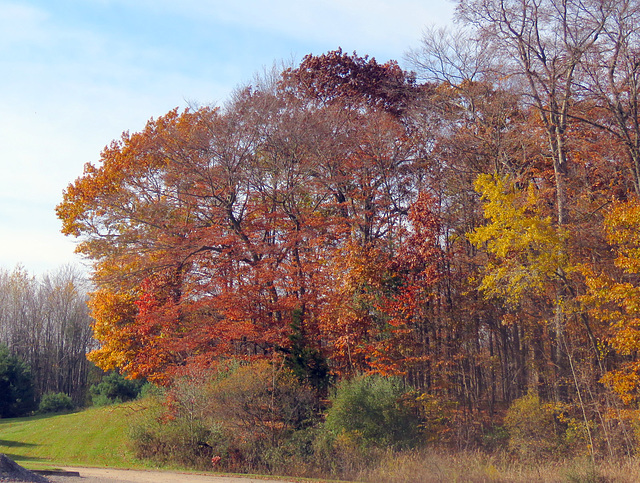 Oak tree colors.