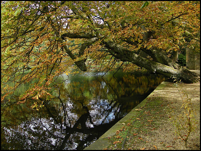 leaning chestnut