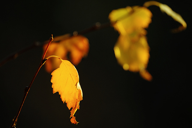 Betula pendula