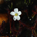 Fork-leaved Sundew (Drosera binata)