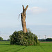 Morscher Baum zwischen Holunderbüschen