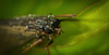 Die Köcherfliege (Trichoptera) hat sich morgens gezeigt :)) The caddisfly (Trichoptera) appeared in the morning :)) La mouche trichoptère (Trichoptera) est apparue le matin :))