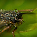 Die Köcherfliege (Trichoptera) hat sich morgens gezeigt :)) The caddisfly (Trichoptera) appeared in the morning :)) La mouche trichoptère (Trichoptera) est apparue le matin :))