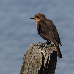 Yellow-headed Blackbird female