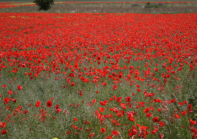 In Flanders Fields