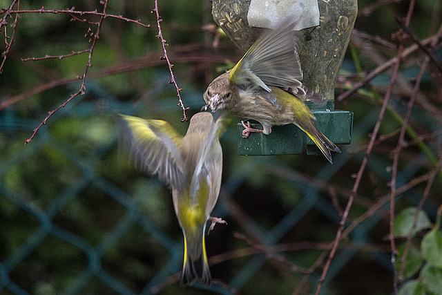 20150129 6734VRTw [D~RI] Grünfink (Carduelis chloris), Rinteln