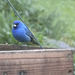 Indigo Buntings