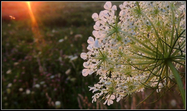 Caught in Light