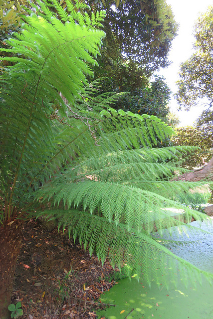 heligan (7)