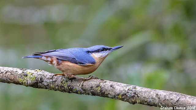 Nuthatch