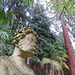 oxford university arboretum (2) large stone head beside the giant redwood tree, perhaps one of the replaced emperors from the sheldonian