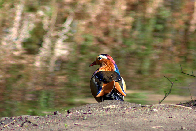 Mandarin Duck