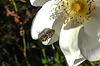 20200521 7654CPw [D~MI] Bibernell-Rose (Rosa spinosissima), Seidenhaariger Schnellkäfer (Prosternon tesselatum), Hille
