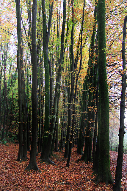 Dinas Powys Woods