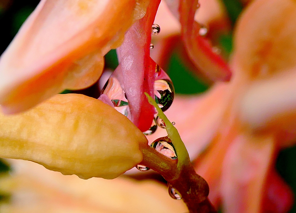 Jacinthe, reine des perles !