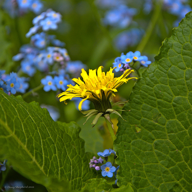 Lion among the forget-me-nots