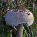 Basidiomycète