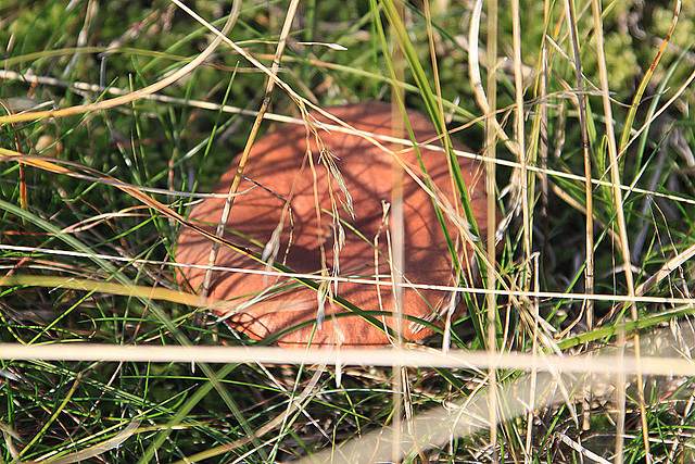 20100923 8342Aw [D~NVP] Kahler Krempling (Praxillus involutus), Zingst, Pramort