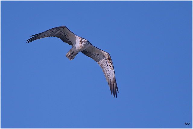 Balbuzard pêcheur aux Vieux Salins d'Hyères