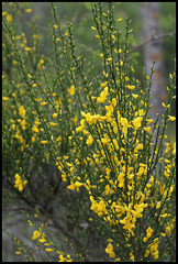 Cytisus scoparius (6)