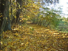 Naturschutzgebiet Schöbendorfer Busch