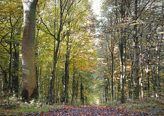 Waldweg