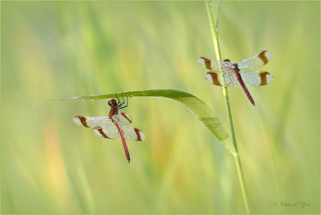 Banded Darter ~ Bandheidelibel (Sympetrum pedemontanum), male ♂...