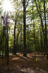 Sonnenstern im Herbstwald