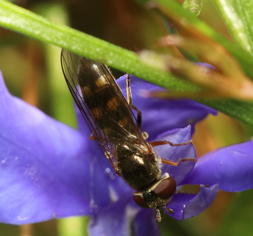 IMG 6994Hoverfly