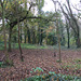 Dinas Powys Hill Fort