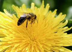 Biene auf  Löwenzahnblüte