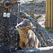 Tierpark Arth-Goldau März 22 / Lesn muss man können!