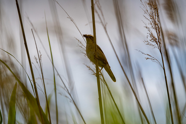 Sedge warbler