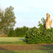 Morscher Baum zwischen Holunderbüschen