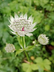 Astrantia.