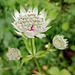 Astrantia.