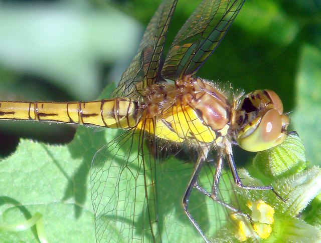 Common darter (female) - sympetrum striolatum  13-06-2009 08-12-57