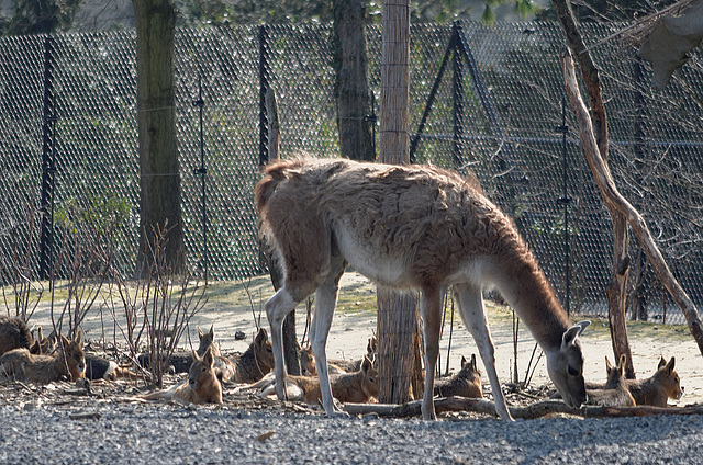 Guanaco et maras