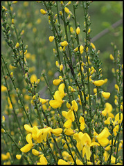 Cytisus scoparius (7)