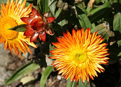 Strohblumen