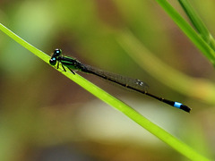 Common Bluetail imm m (Ischnura elegans) DSB 0728