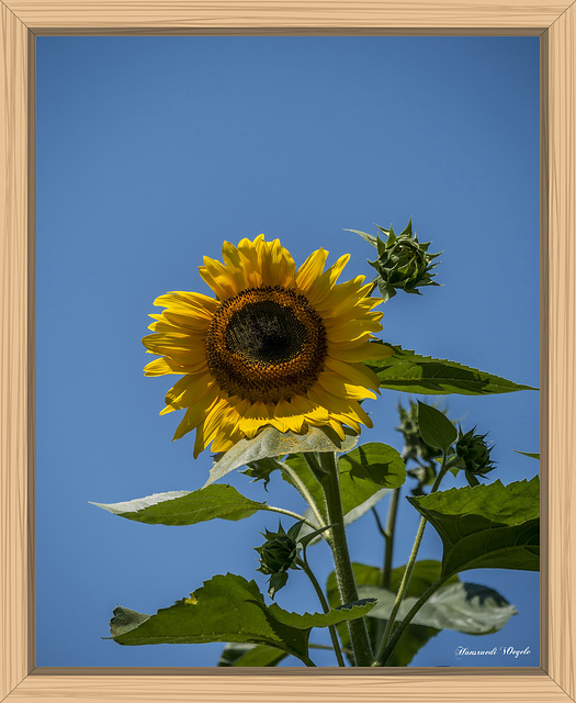 Sonnenblume