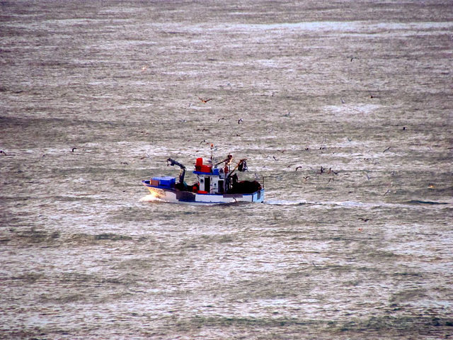 When Seagulls follow the trawler (2011)