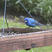 Indigo Buntings