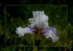 Iris 'Rose-Linda Vasquez'