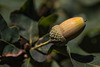 Auch ein Herbstbote (PiP)
